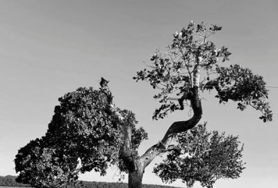 João Anzanello Carrascoza_Espinhos e alfinetes_311